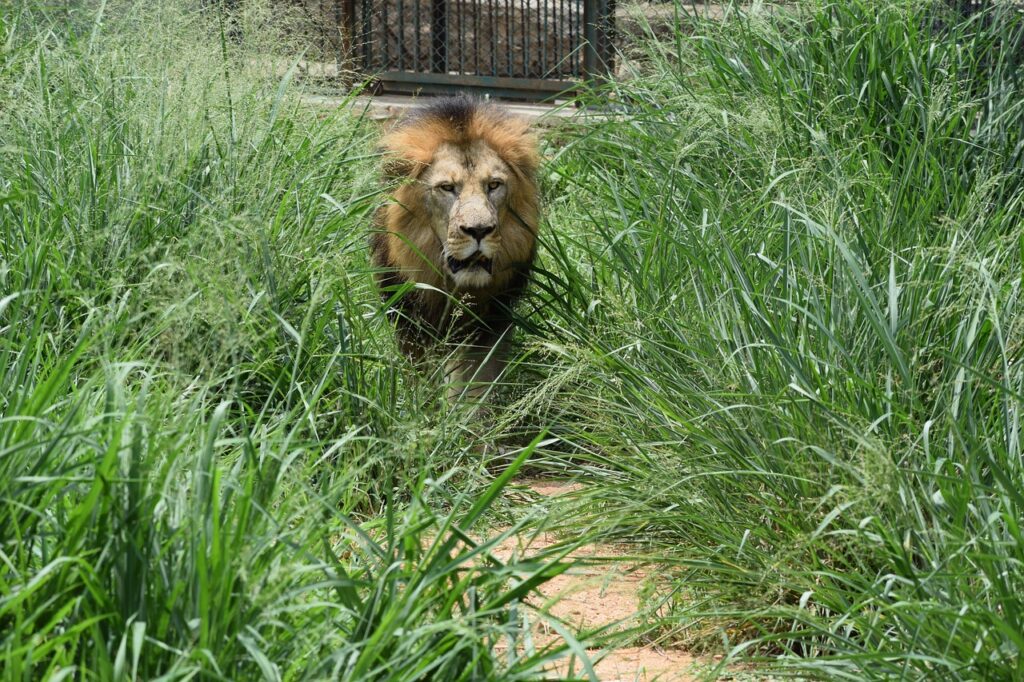 Bannerghatta National park