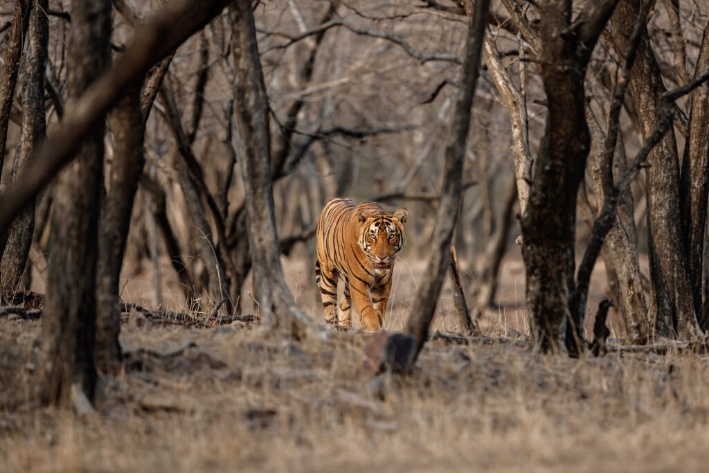 Ranthambore National Park: 3 Unforgettable Moments You’ll Love